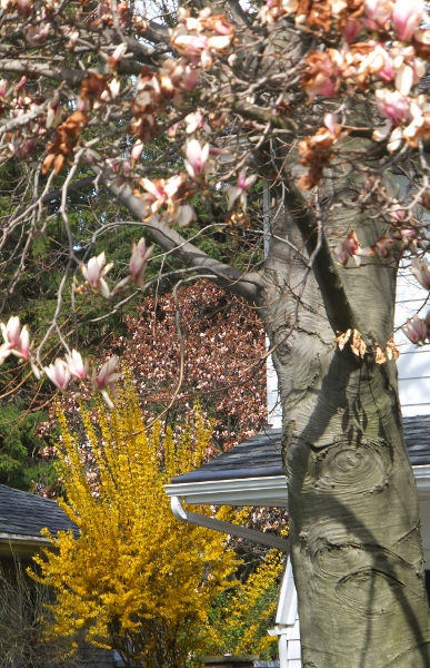 Therapeutic Writing - Magnolias as Metaphor