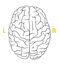 brain resized 600