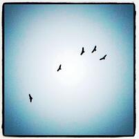 birds circling