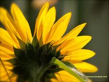 dd_sunflower