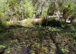 Journal pond 3
