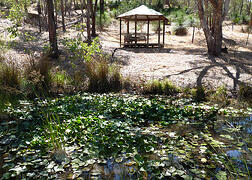 Journal pond 2