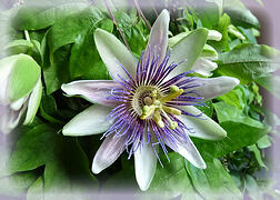 Journal pond flower