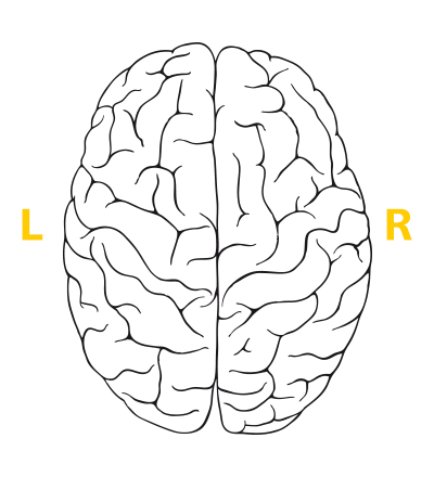 brain resized 600
