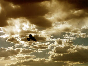 hunting